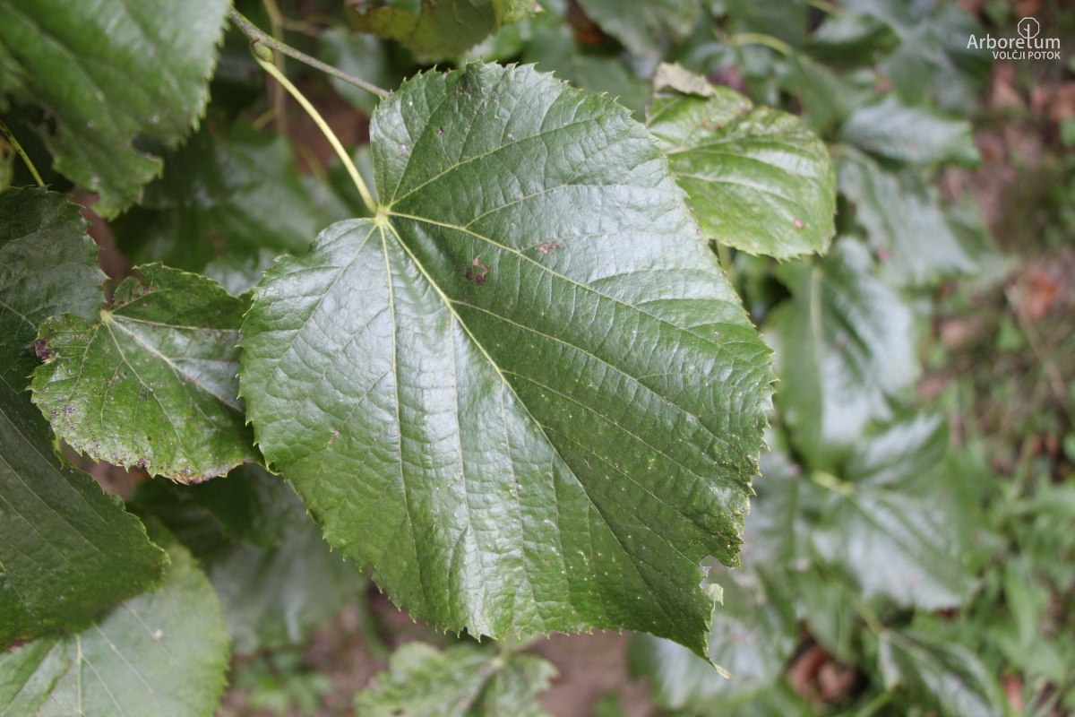 B-3-20_Tilia platyphyllos ‘Compacta’_l