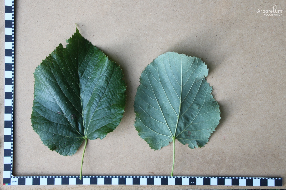 B-3-20_Tilia platyphyllos ‘Compacta’_l5