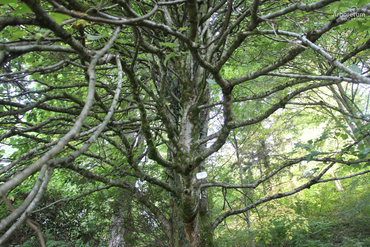 B-3-20_Tilia platyphyllos ‘Compacta’_v