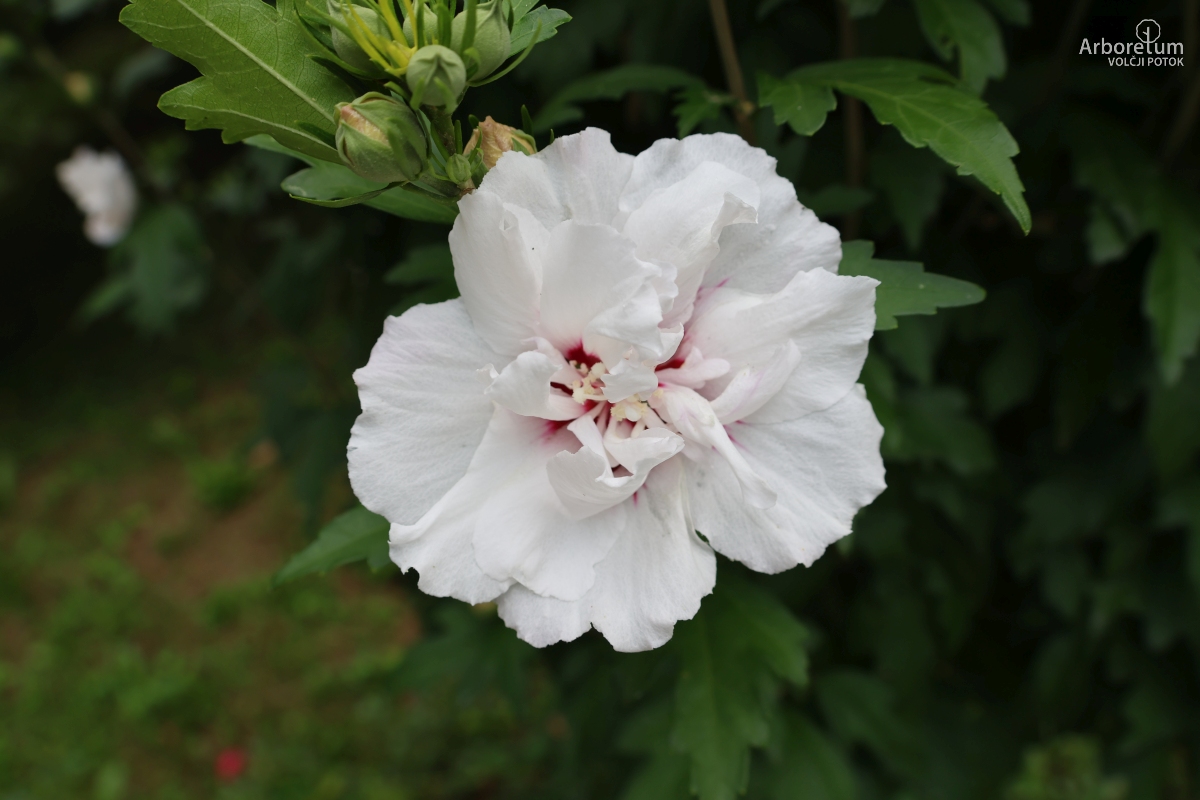 B-3-30_Hibiscus syriacus ‘China Chiffon’_c