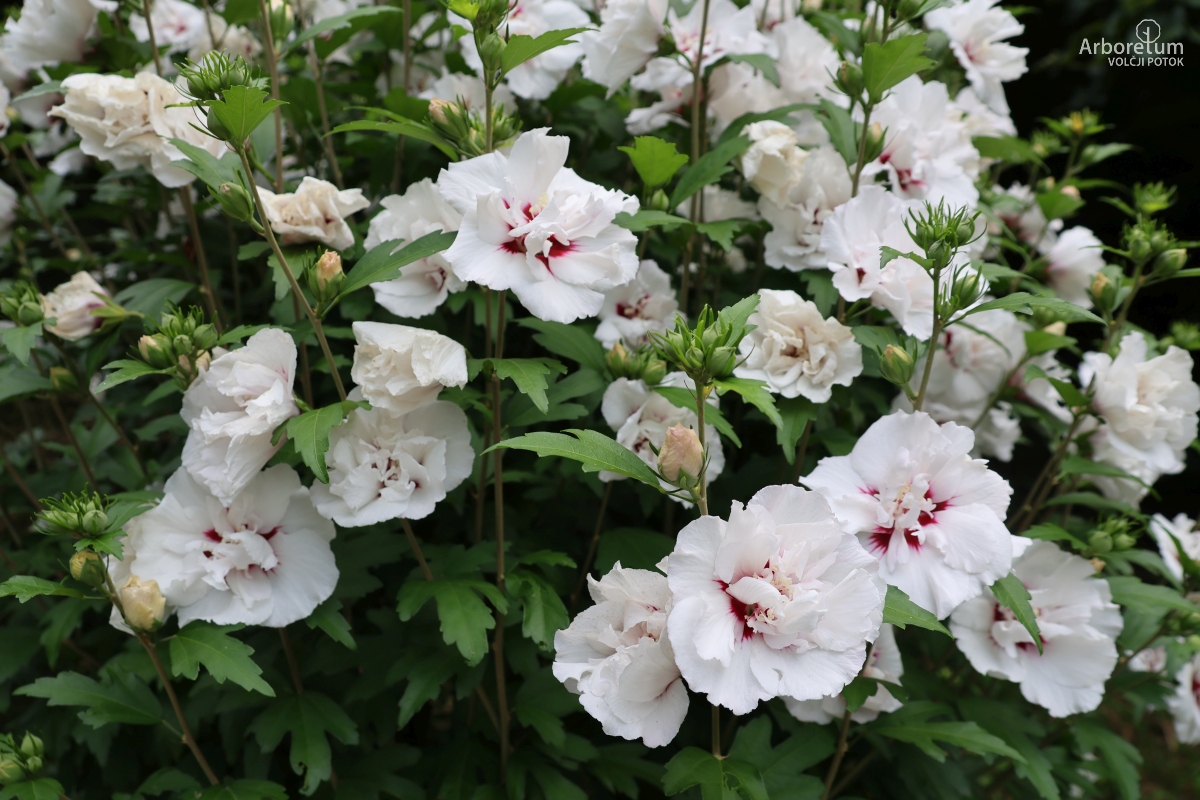 B-3-30_Hibiscus syriacus ‘China Chiffon’_c2