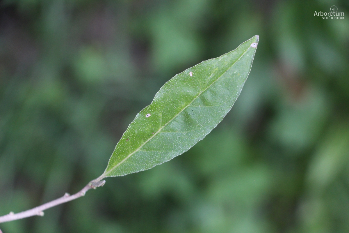 B-3-73_Elaeagnus umbellata_l2