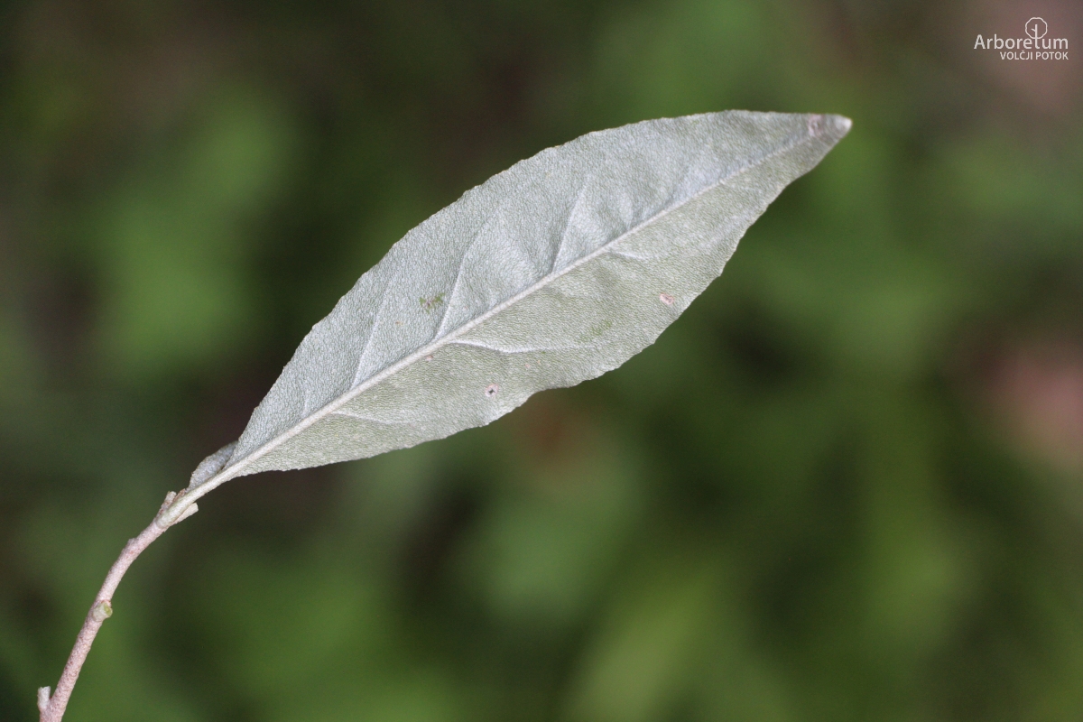B-3-73_Elaeagnus umbellata_l3
