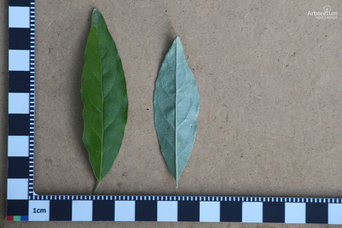 B-3-73_Elaeagnus umbellata_l5