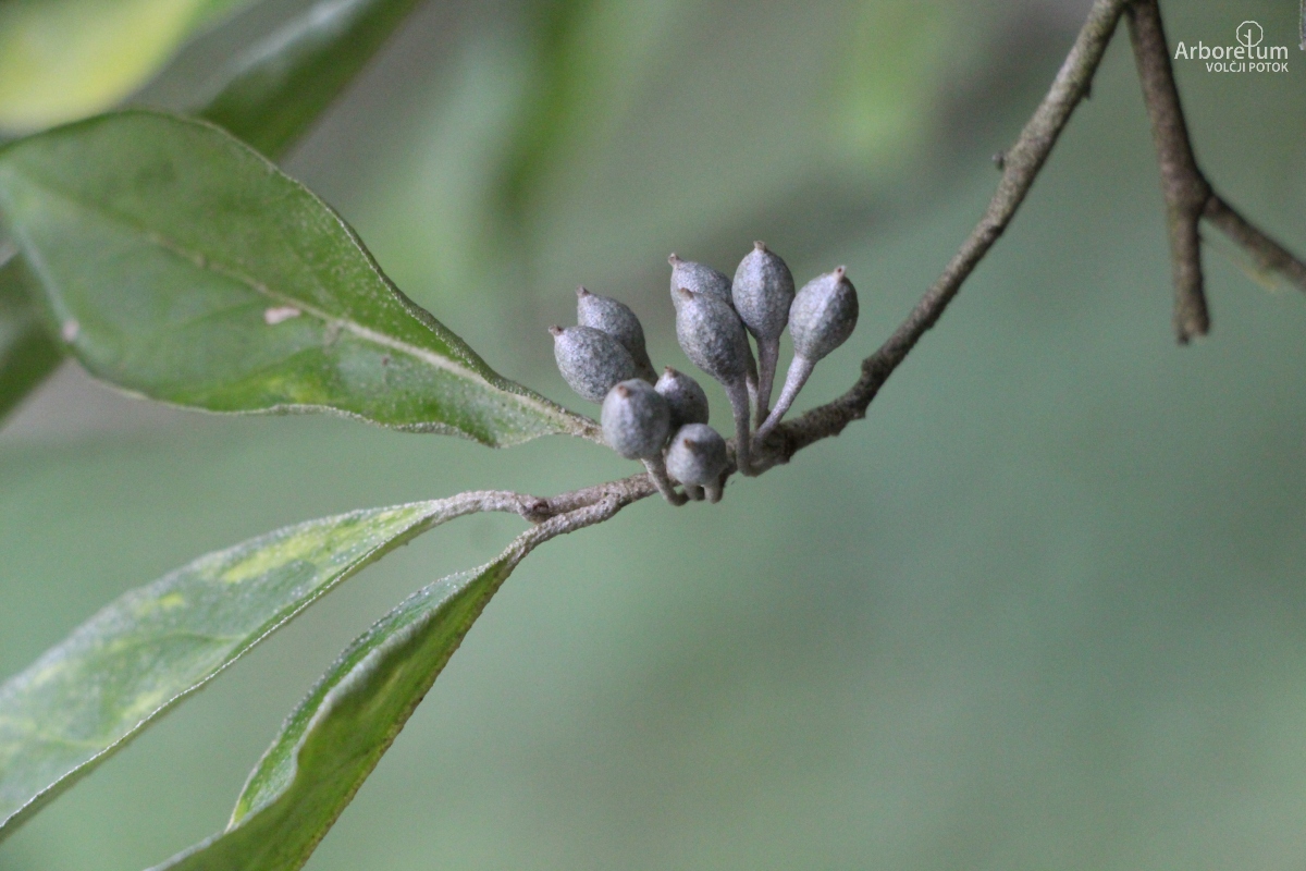B-3-73_Elaeagnus umbellata_p