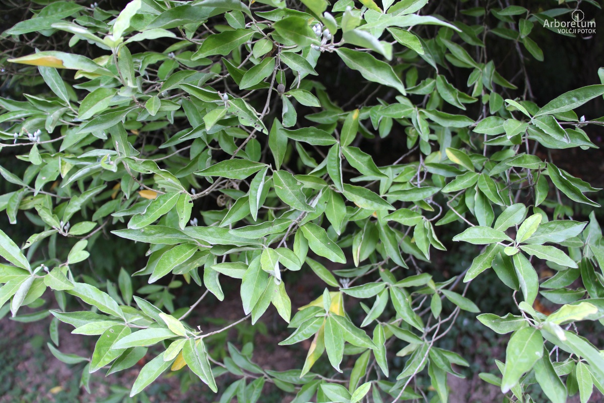 B-3-73_Elaeagnus umbellata_v2