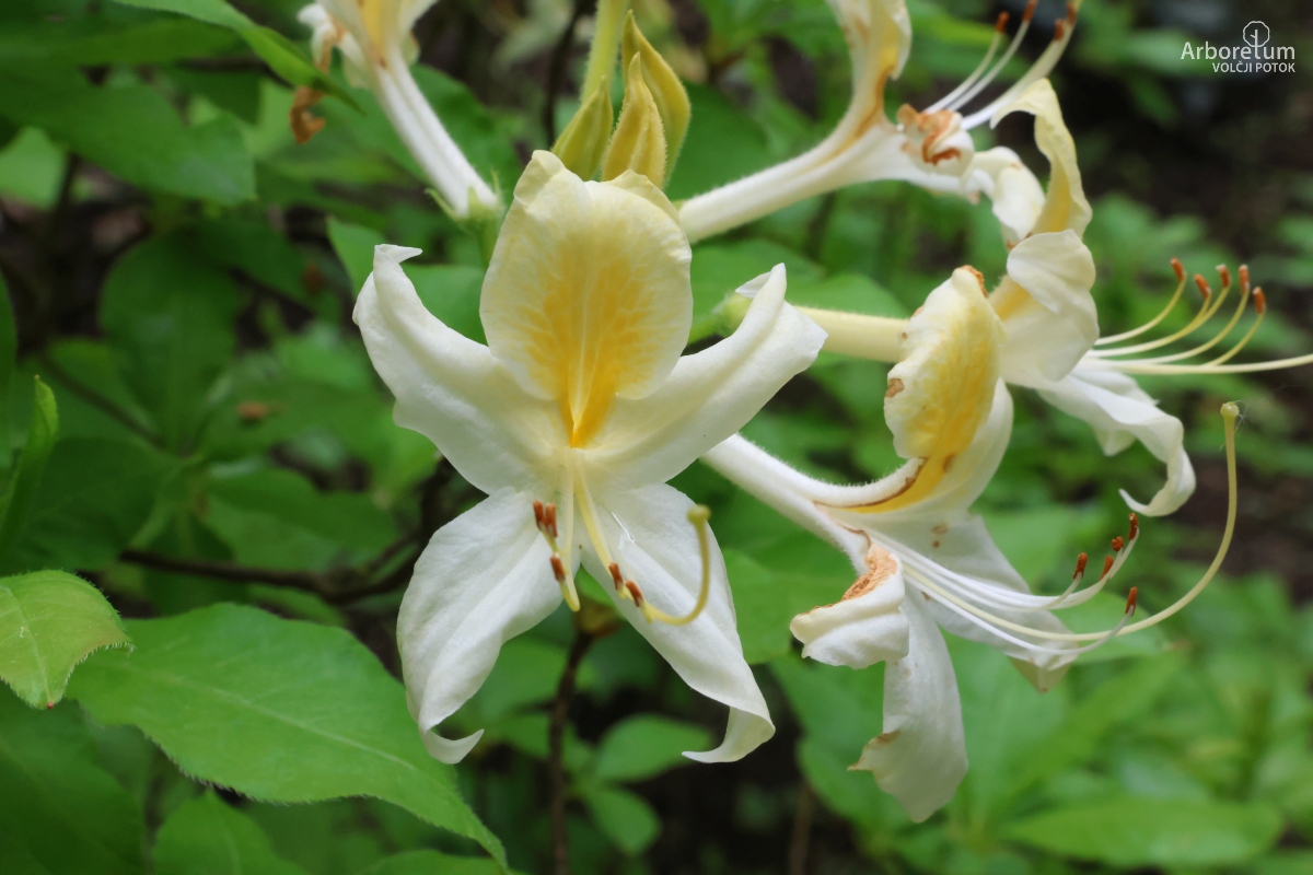 B-3-9_Rhododendron luteum_c