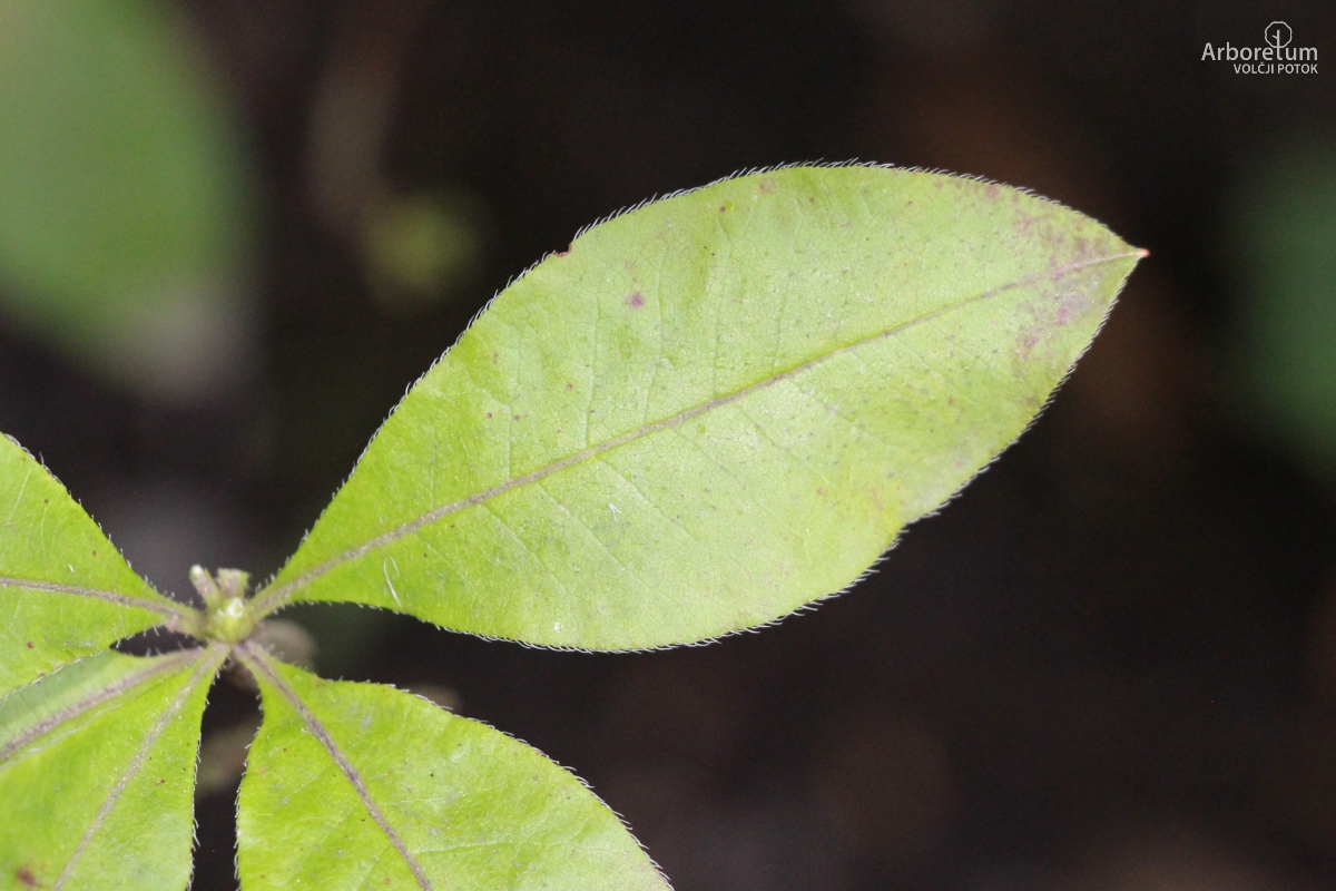 B-3-9_Rhododendron luteum_l6