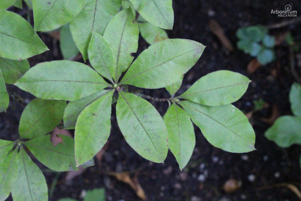 B-3-9_Rhododendron luteum_v8