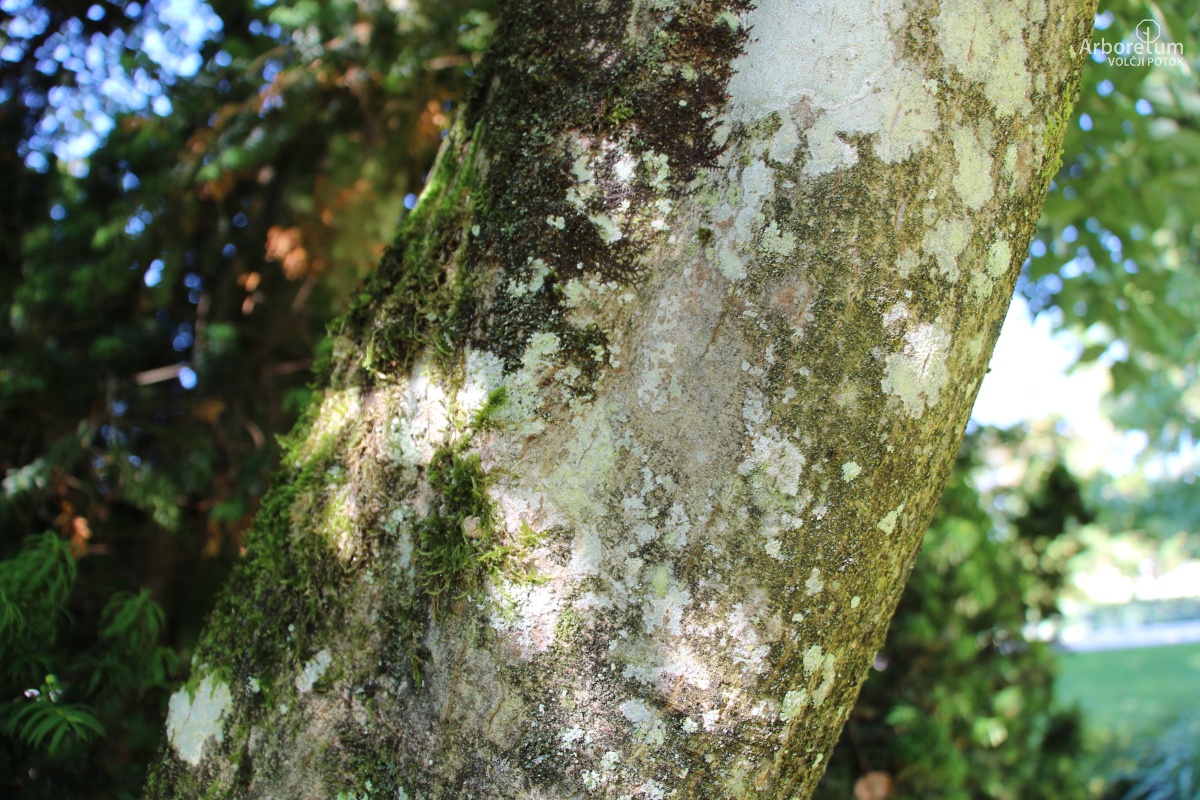 C-1-21_Cornus macrophylla_d