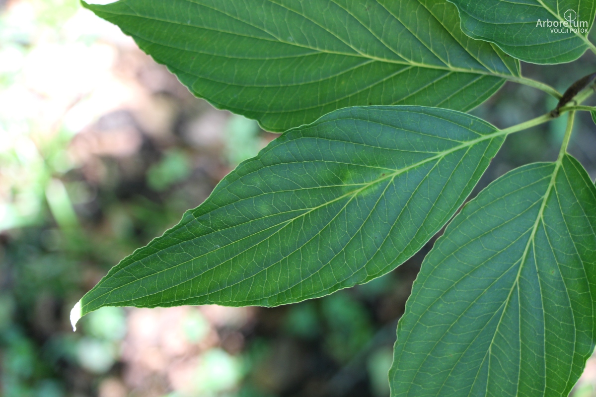 C-1-21_Cornus macrophylla_l