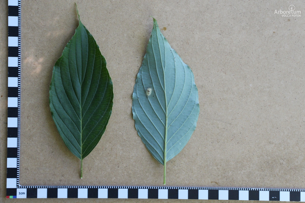 C-1-21_Cornus macrophylla_l5