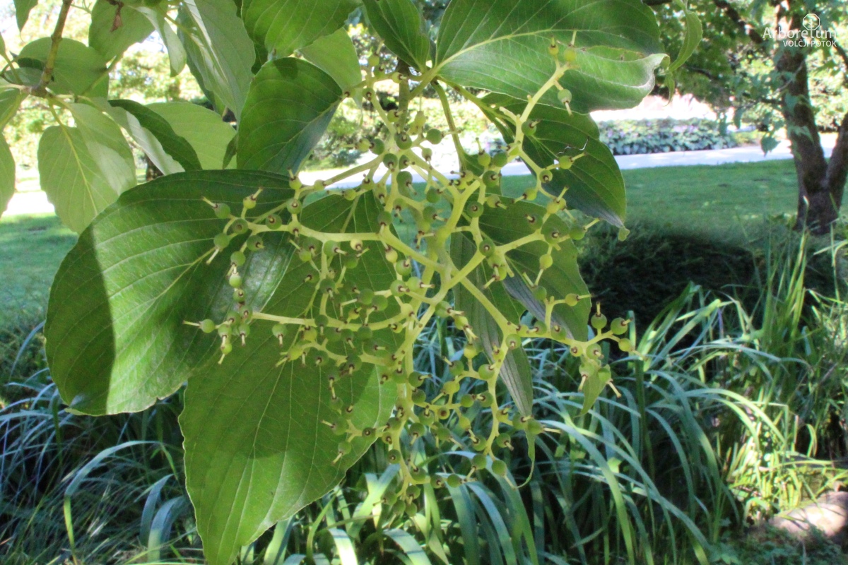 C-1-21_Cornus macrophylla_p