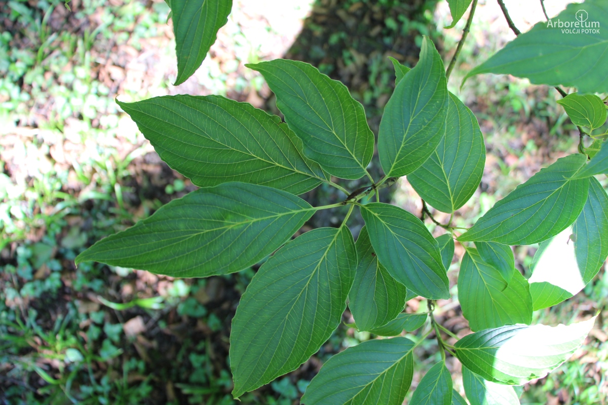 C-1-21_Cornus macrophylla_v