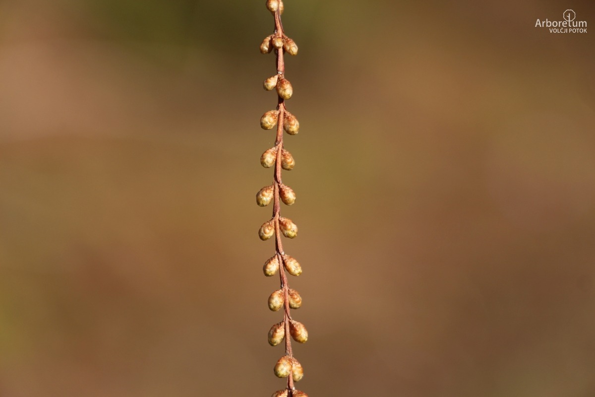 C-1-23_Metasequoia glyptostroboides_p