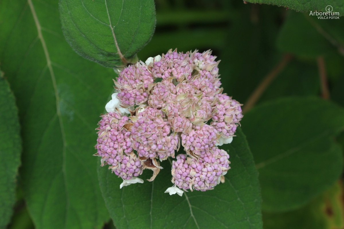 C-1-47_Hydrangea aspera_c