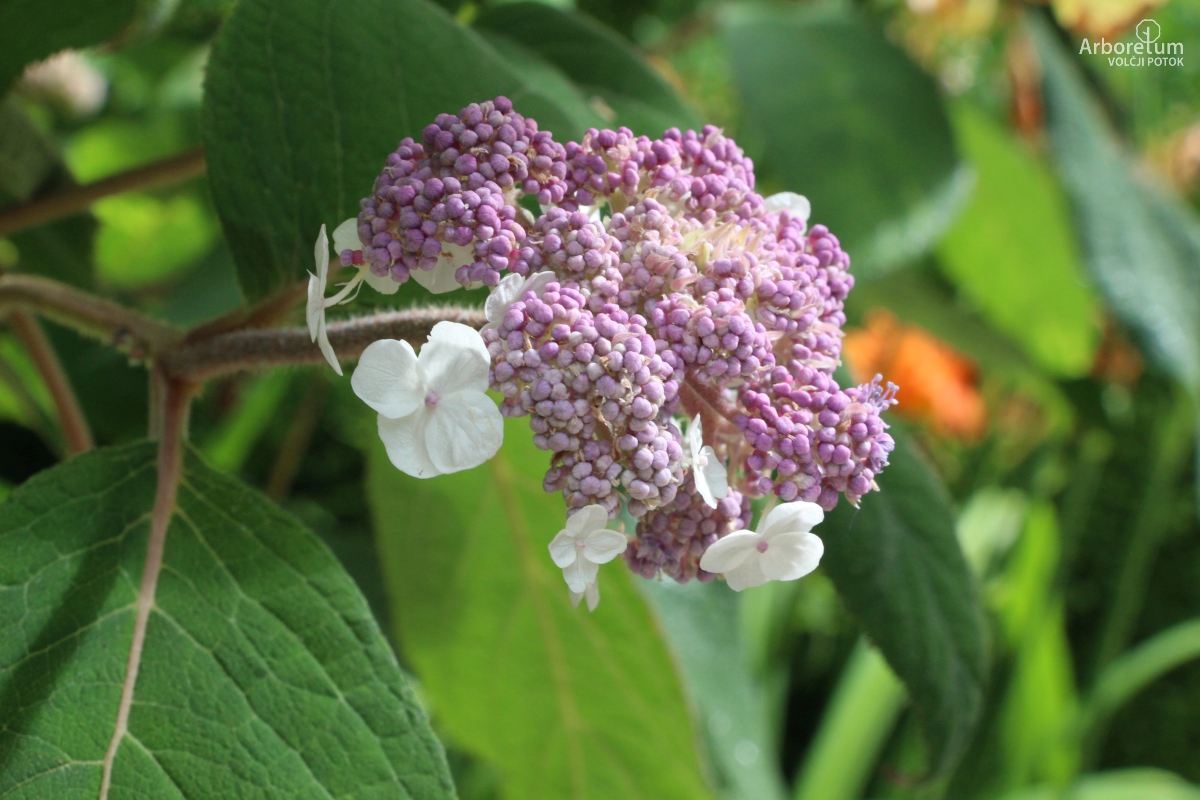 C-1-47_Hydrangea aspera_c2