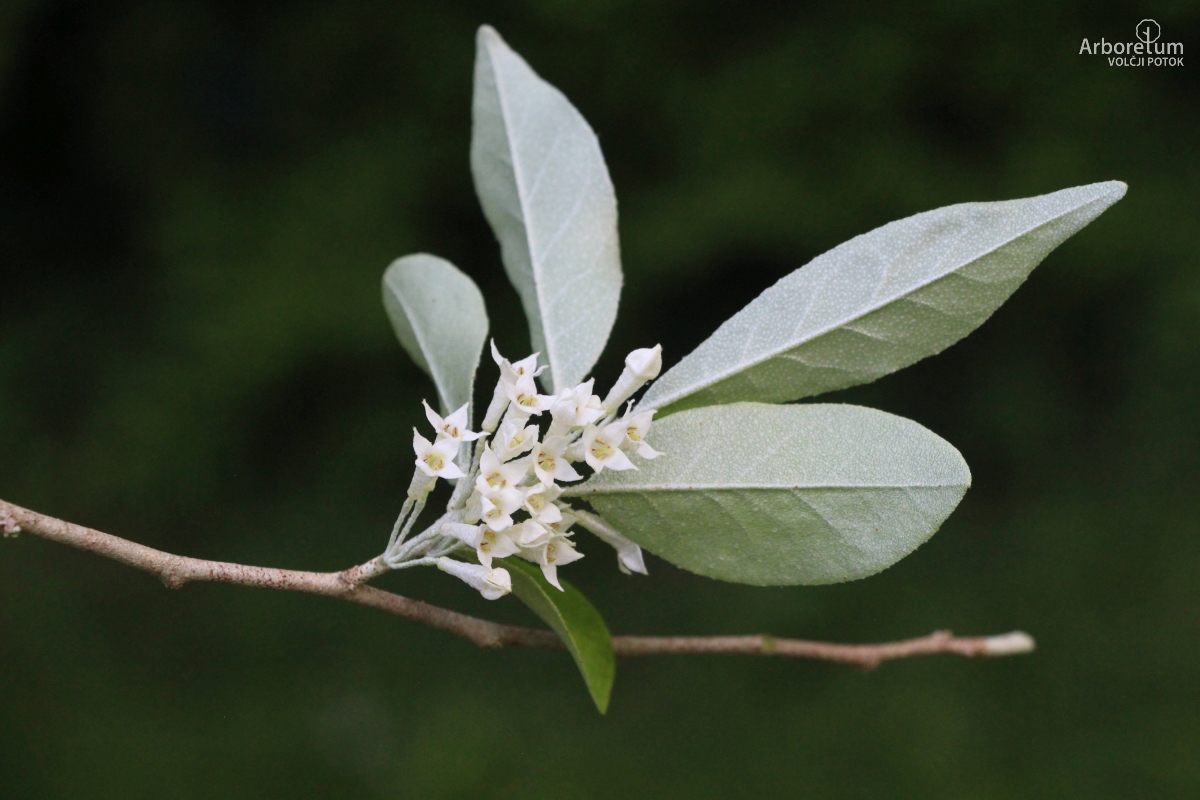 E-1-43_Elaeagnus umbellata_c16_maj
