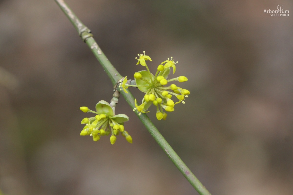 J-6-34_Cornus officinalis_c4