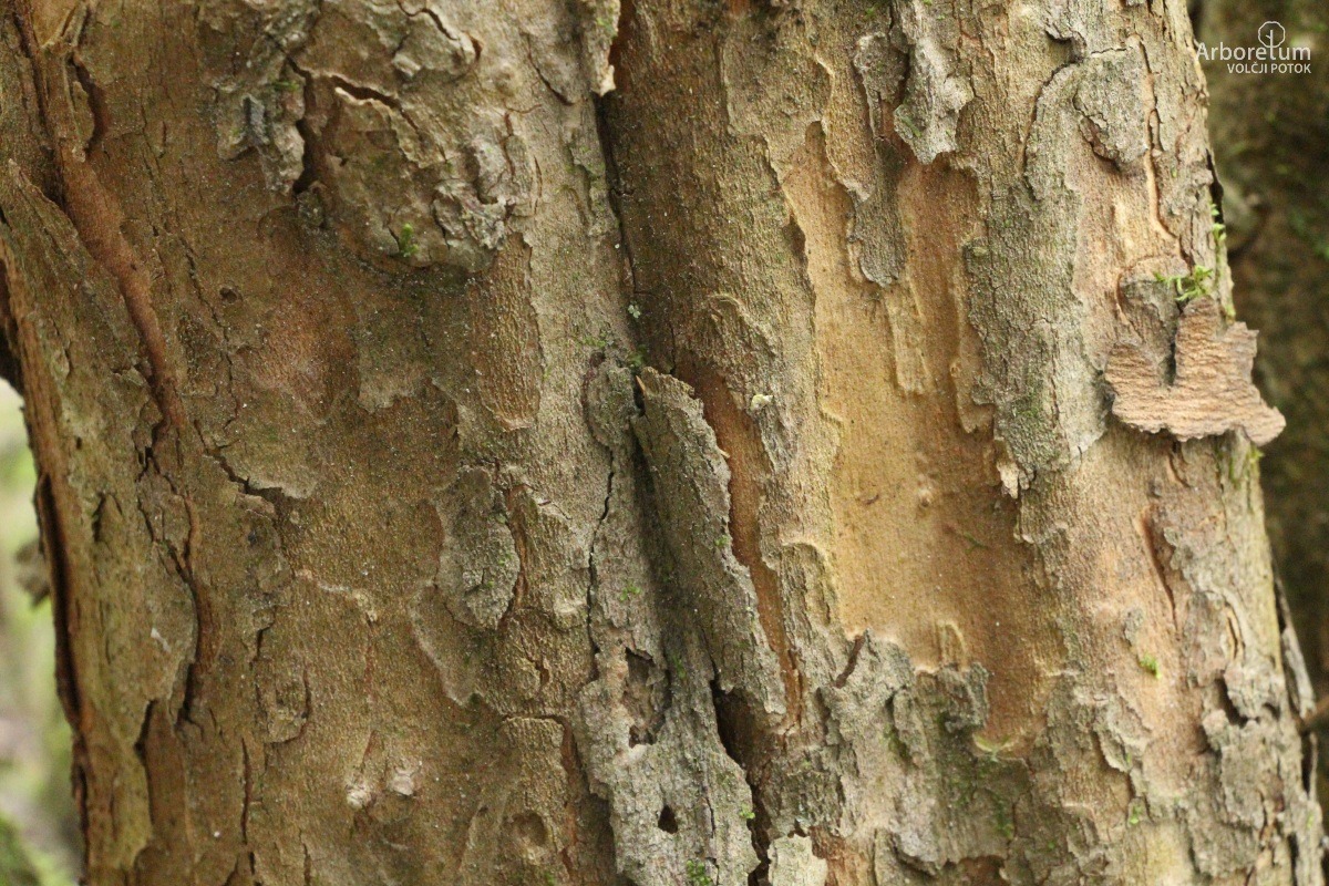 J-6-34_Cornus officinalis_d4