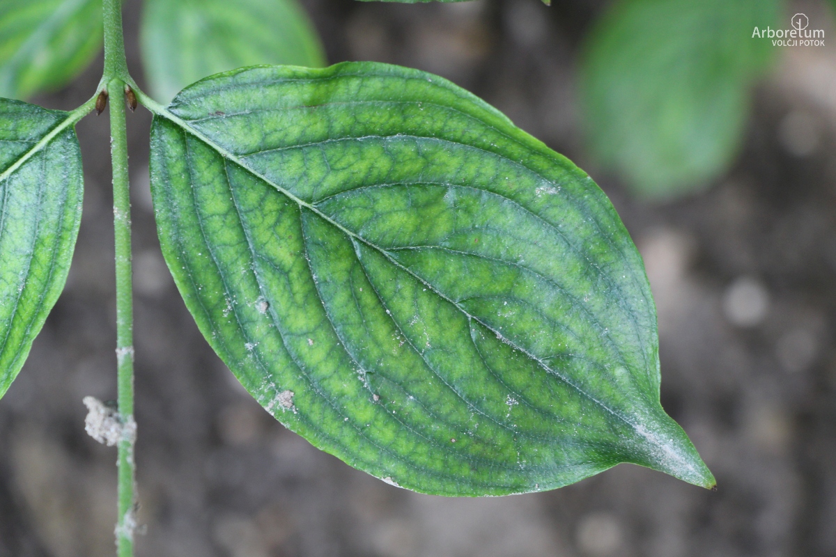 J-6-34_Cornus officinalis_l