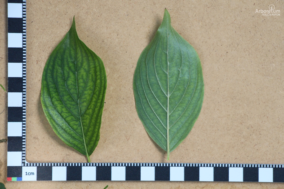 J-6-34_Cornus officinalis_l5