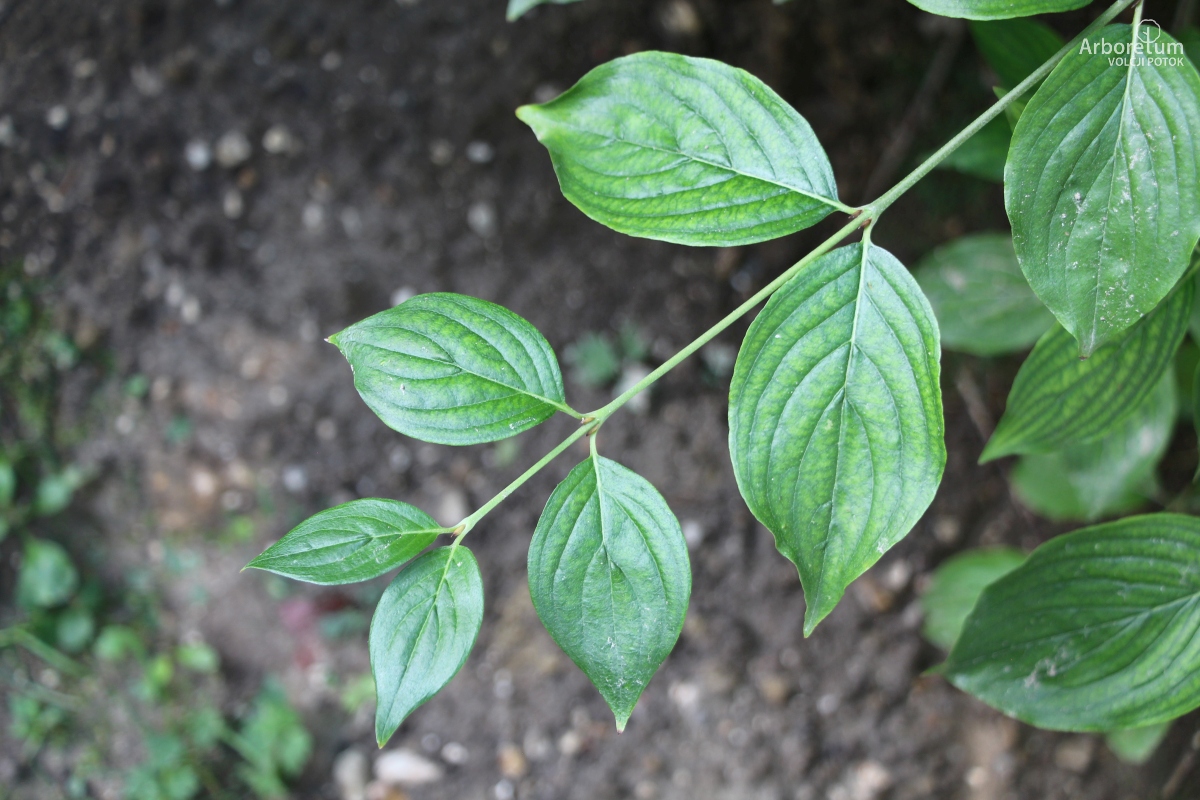 J-6-34_Cornus officinalis_v