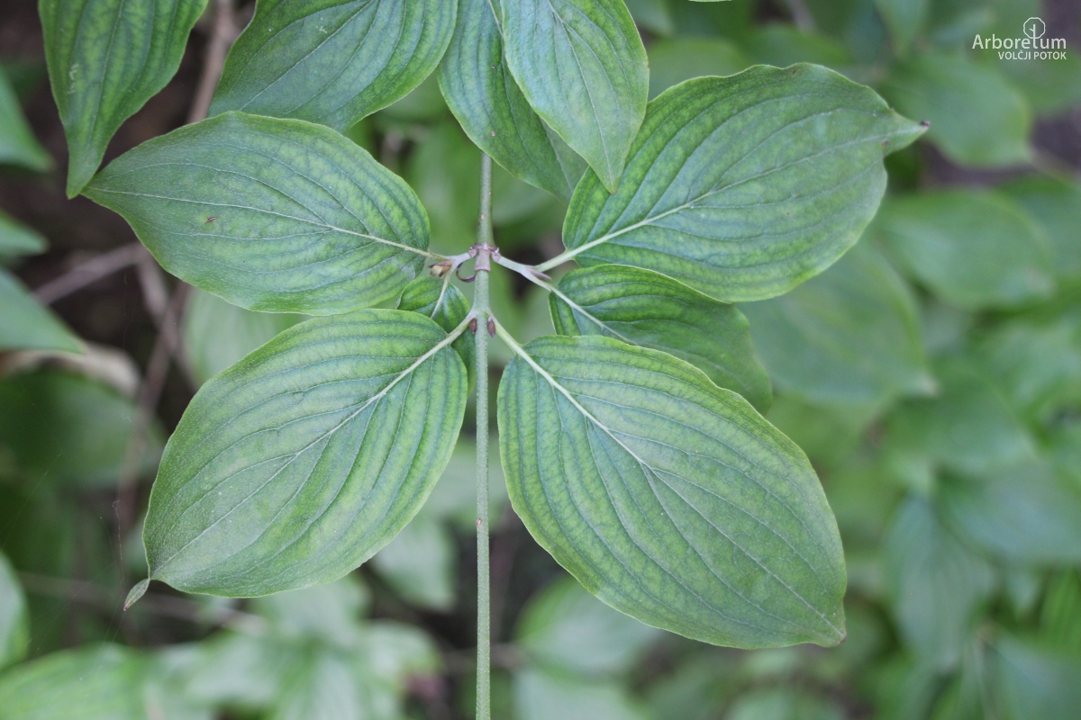 J-6-34_Cornus officinalis_v3
