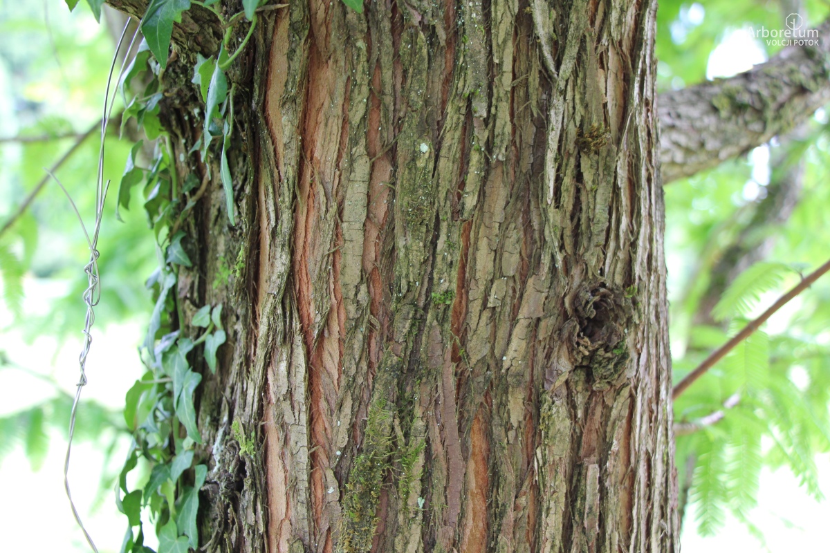K-2-106_Metasequoia glyptostroboides ‘Ogon’_d