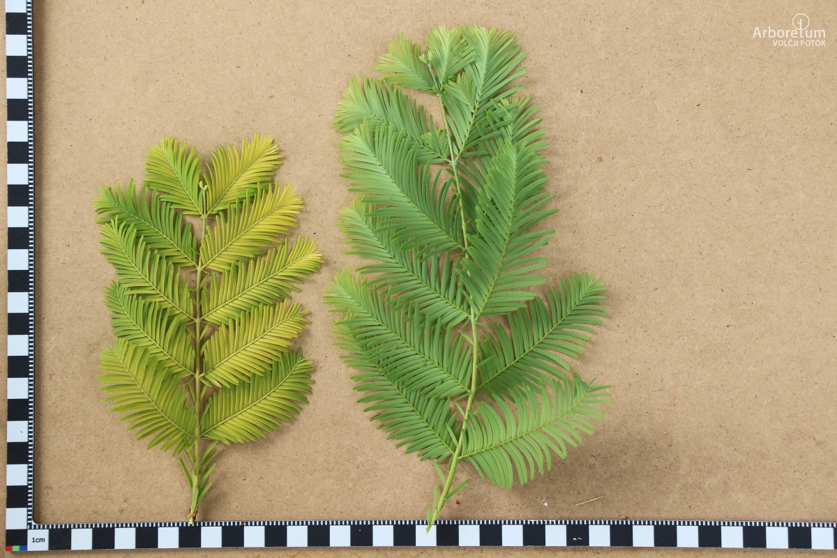 K-2-106_Metasequoia glyptostroboides ‘Ogon’_l5