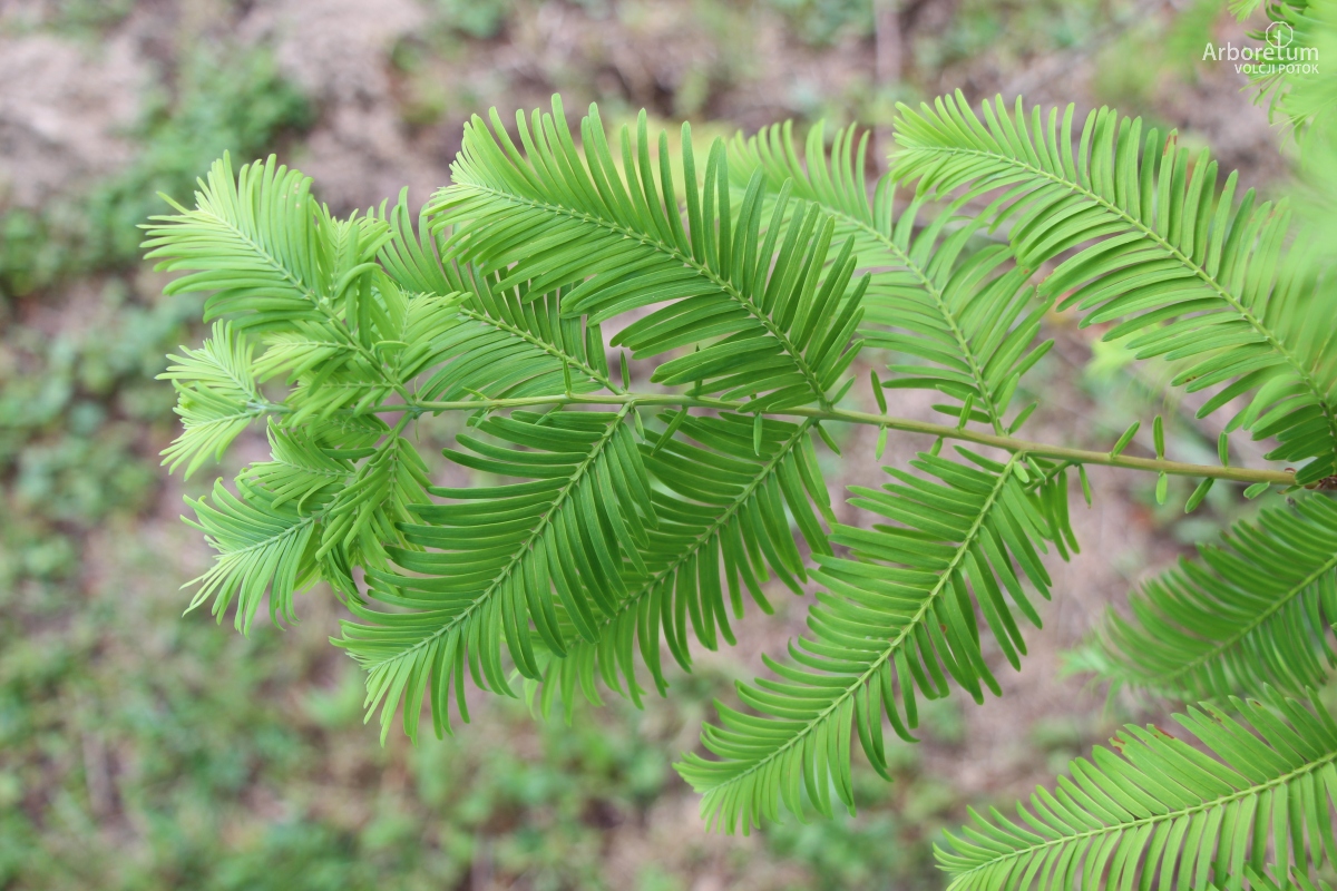 K-2-106_Metasequoia glyptostroboides ‘Ogon’_v