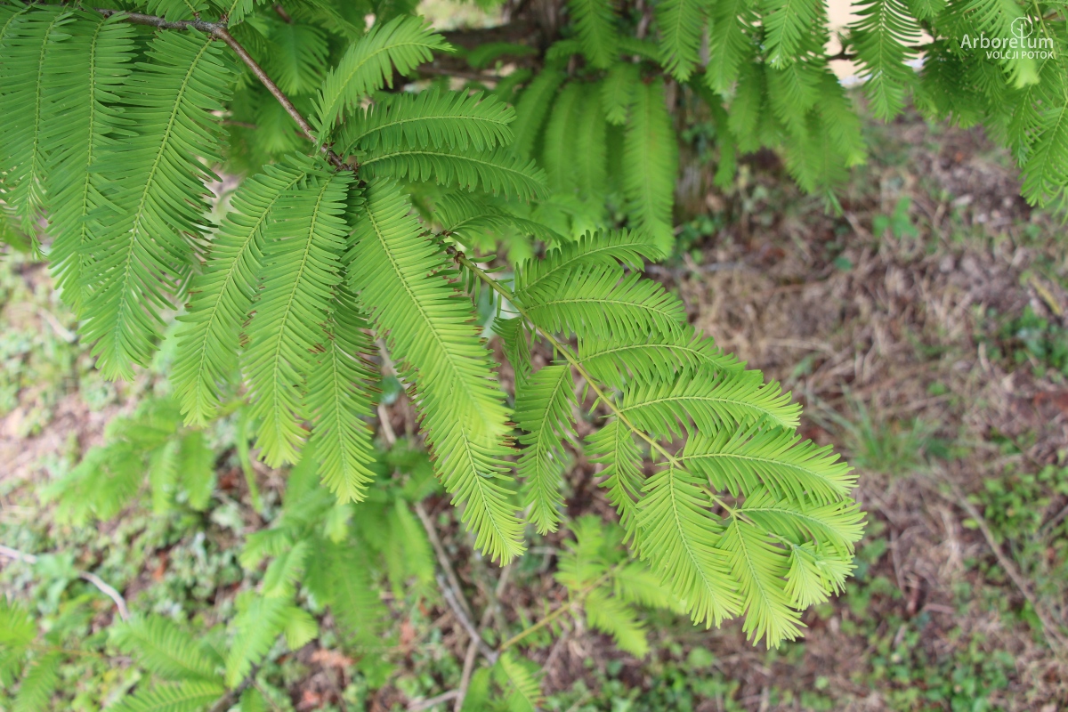 K-2-106_Metasequoia glyptostroboides ‘Ogon’_v2
