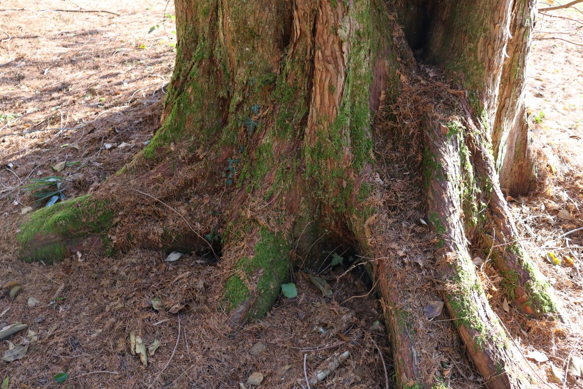 K-2-88_Metasequoia glyptostroboides_d2
