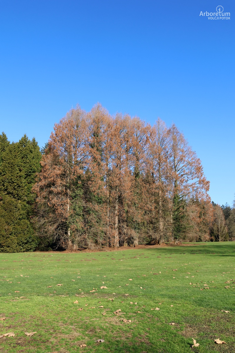 K-2-88_Metasequoia glyptostroboides_h