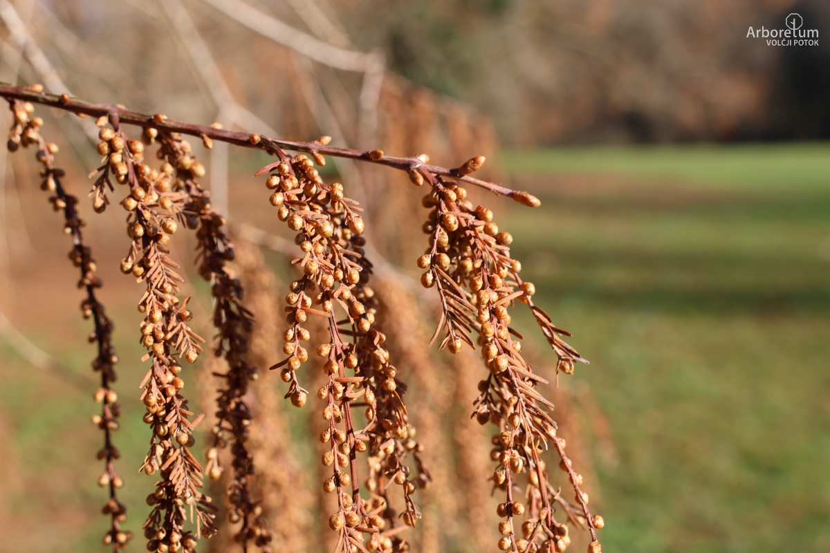 K-2-88_Metasequoia glyptostroboides_p