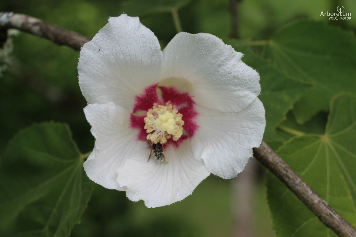 K-3-86_Hibiscus sinosyriacus ‘Ruby Glow’_c