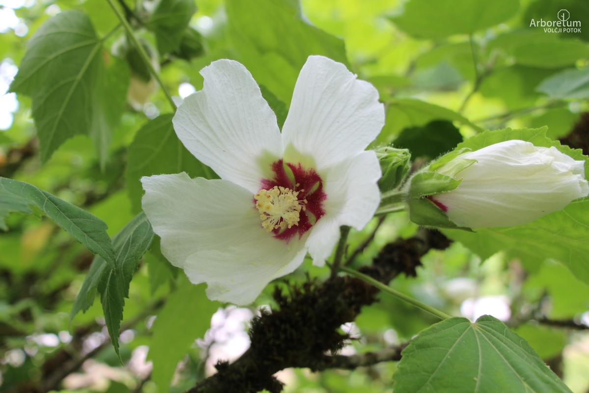 K-3-86_Hibiscus sinosyriacus ‘Ruby Glow’_c2