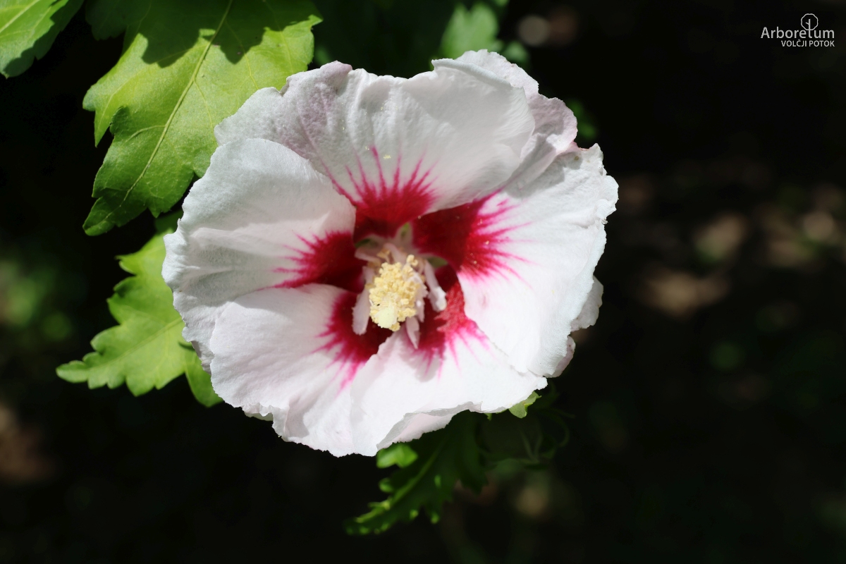 K-3-88_Hibiscus syriacus ‘China Chiffon’_c