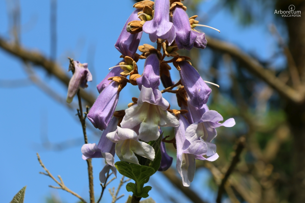 L-2-188_Paulownia tomentosa ‘Hulsdonk’_c