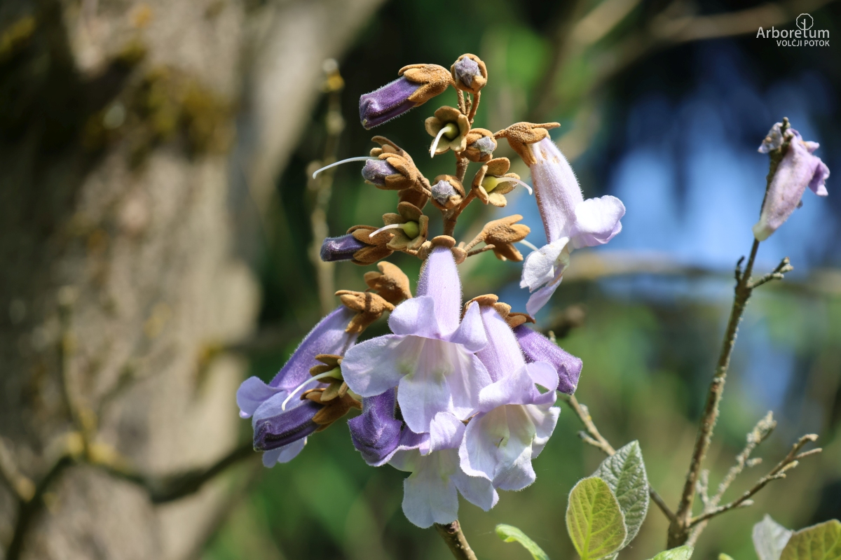 L-2-188_Paulownia tomentosa ‘Hulsdonk’_c2