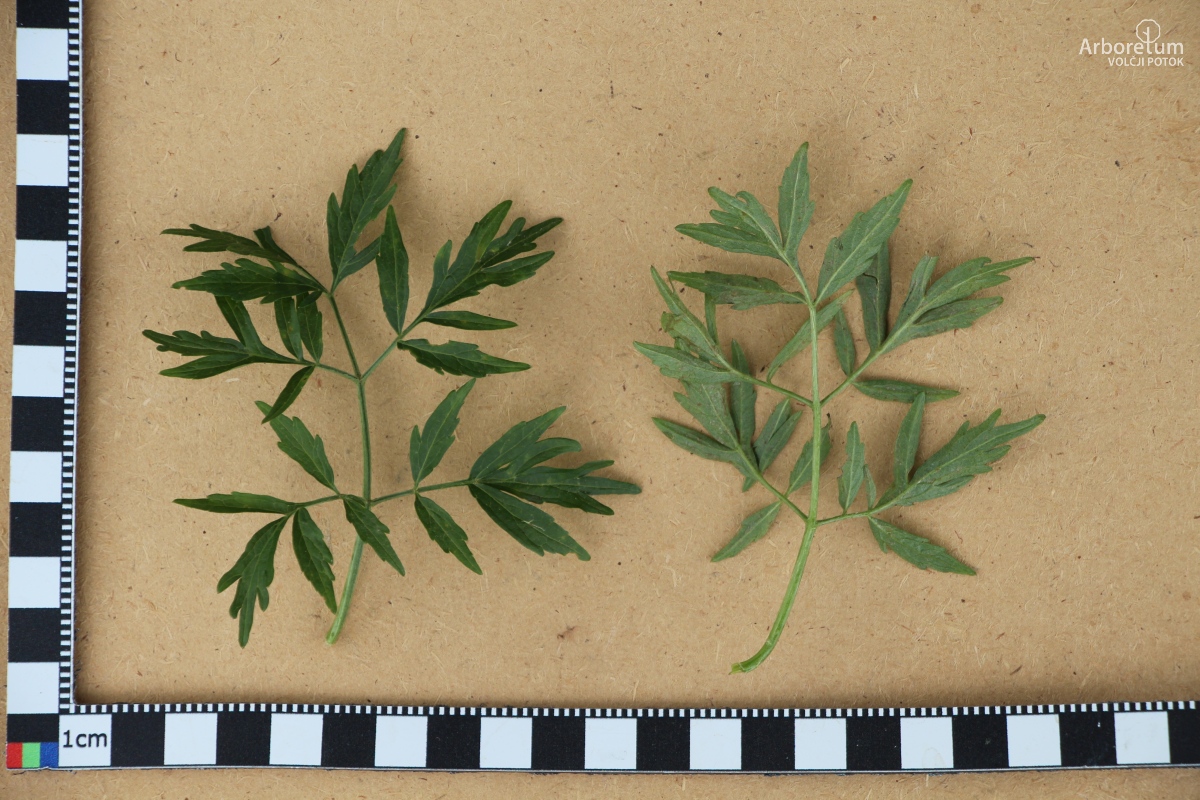 L-3-81_Sambucus nigra ‘Laciniata’_l55