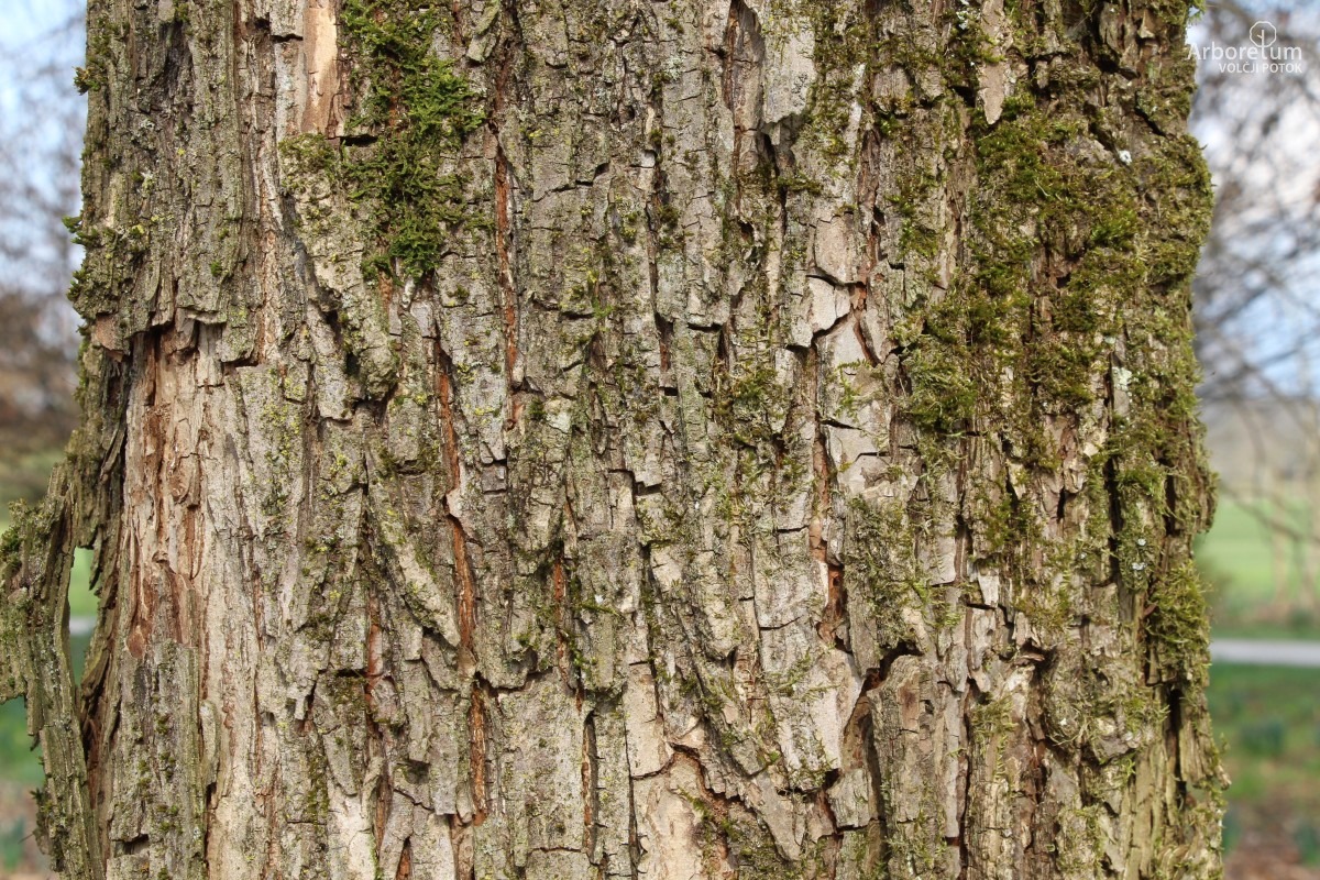 L-7-22_Ulmus minor ‘Sarniensis’_d4