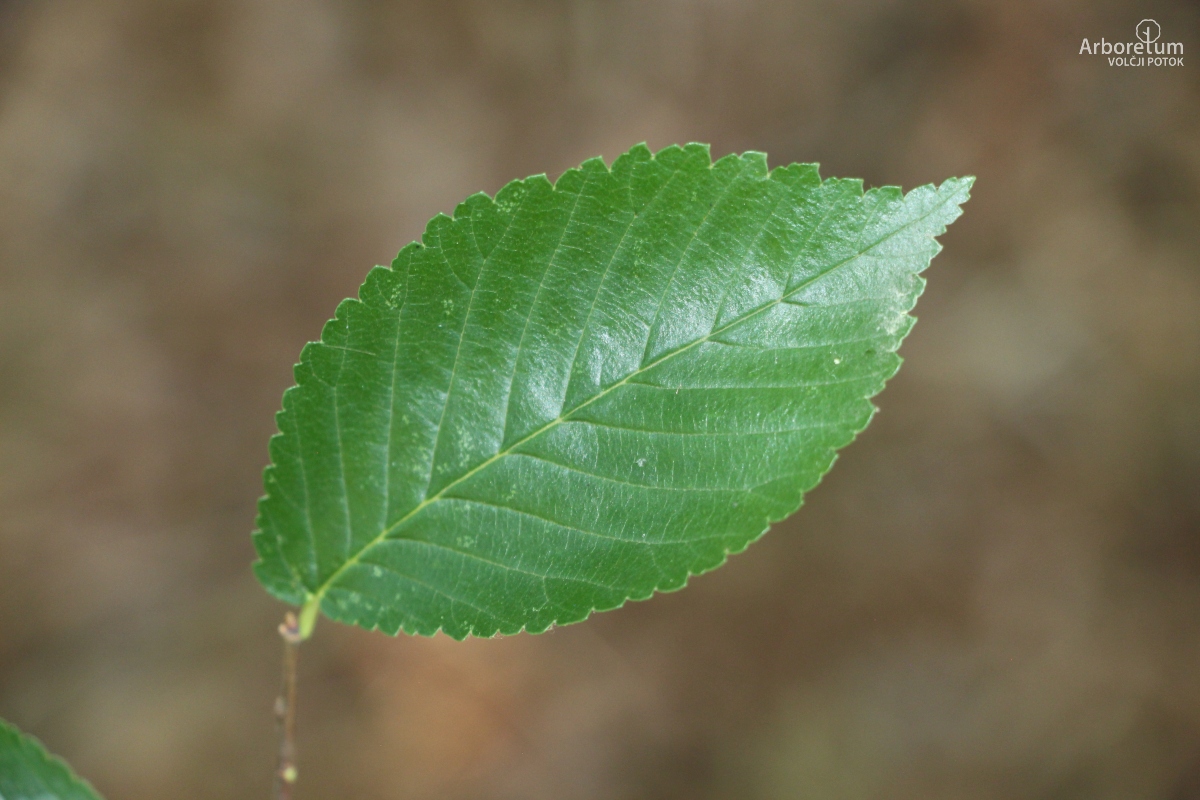 L-7-22_Ulmus minor ‘Sarniensis’_l2