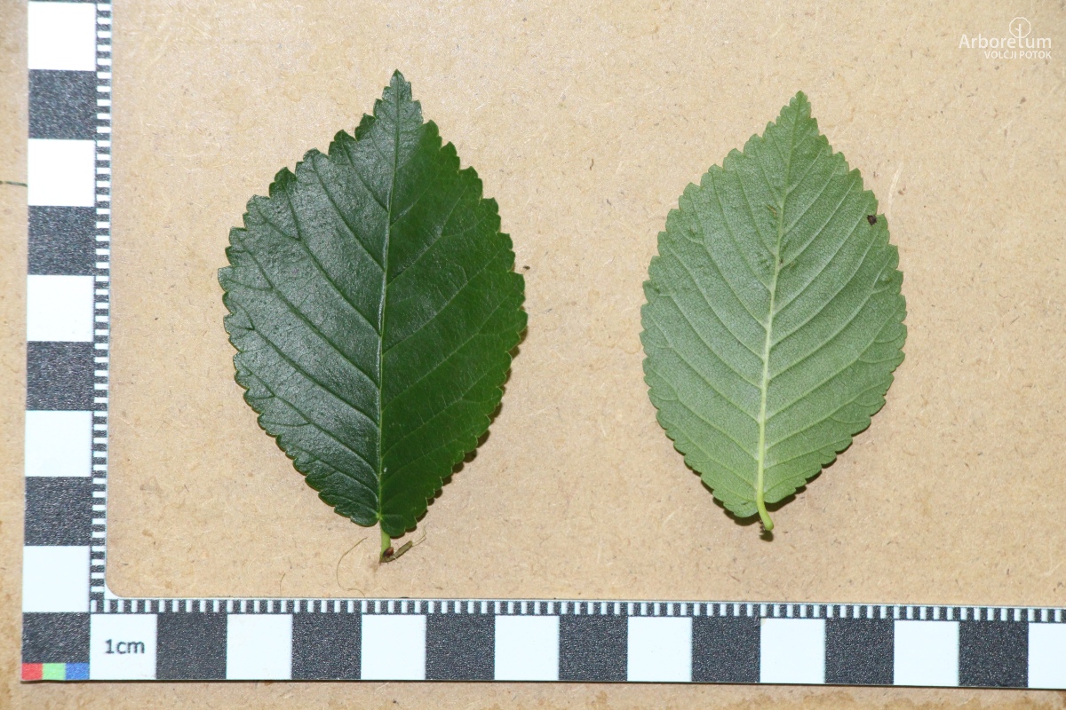 L-7-22_Ulmus minor ‘Sarniensis’_l5