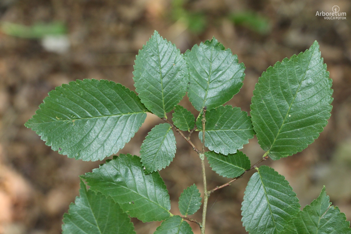 L-7-22_Ulmus minor ‘Sarniensis’_v