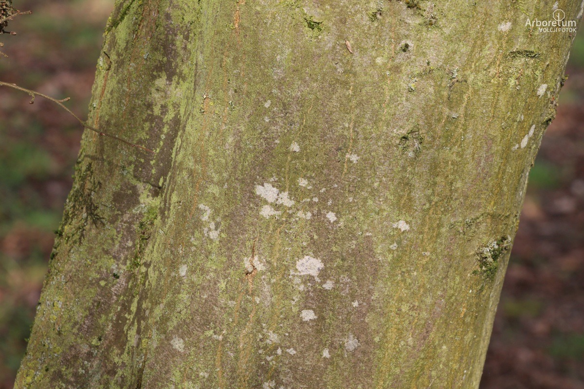 L-7-25_Carpinus tschonoskii_d4