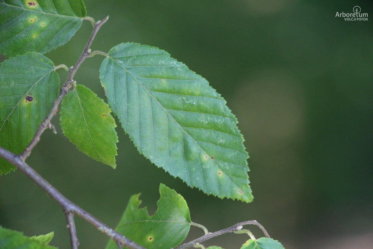 L-7-25_Carpinus tschonoskii_l4