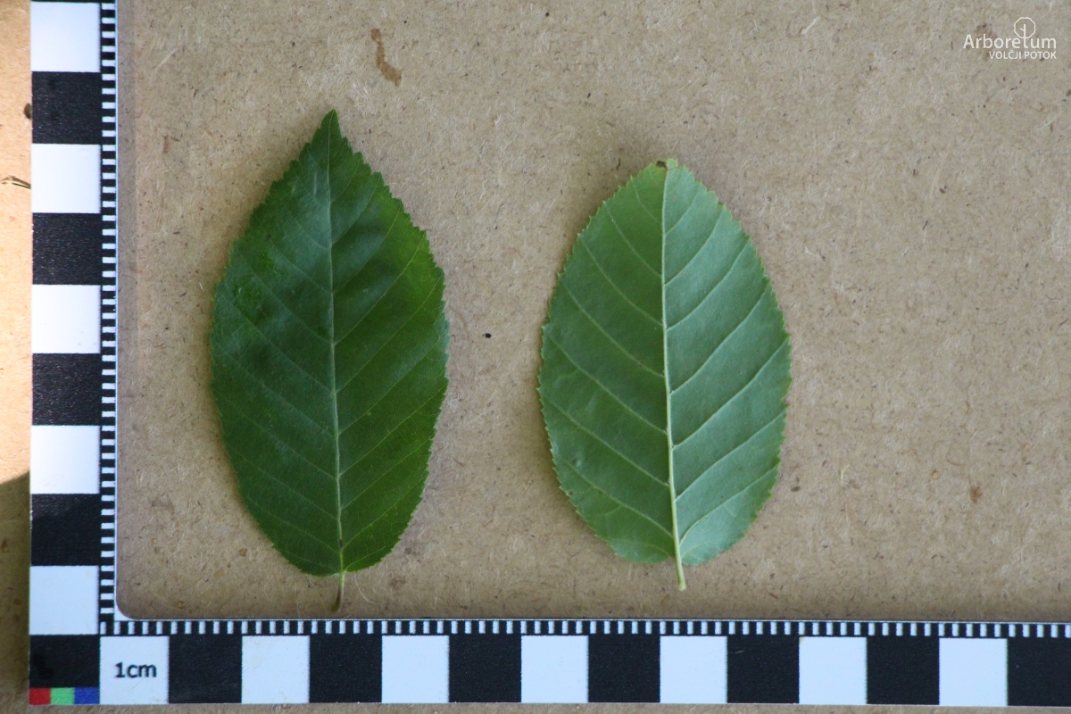L-7-25_Carpinus tschonoskii_l55
