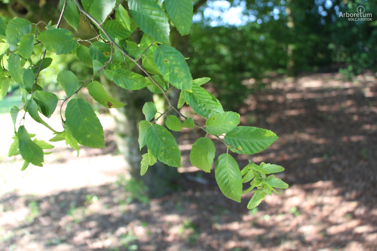 L-7-25_Carpinus tschonoskii_v4