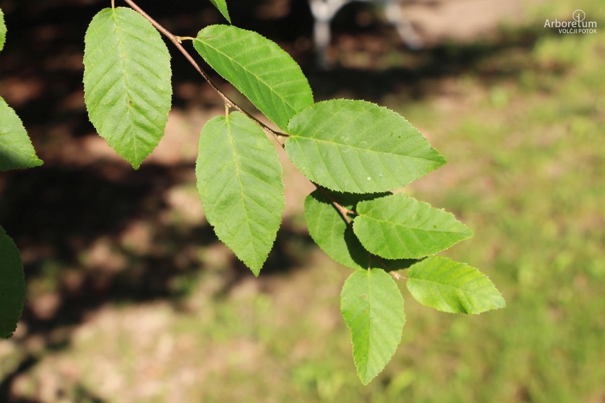L-7-25_Carpinus tschonoskii_v6